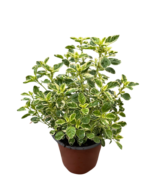 Herb - Origanum vulgaris 'Variegated Oregano' (3.5 Inch) Product vendor