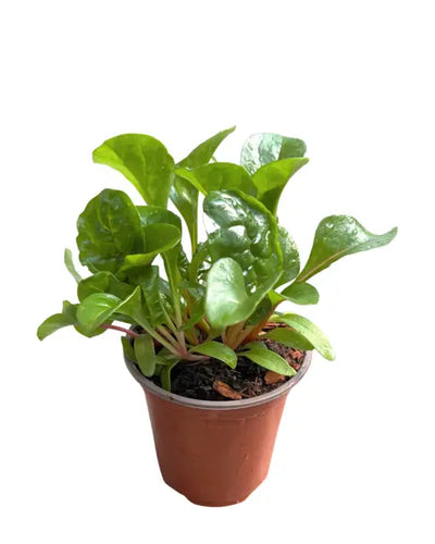 Vegetable - Beta Vulgaris 'Bright Lights Swiss Chard' (3.5 Inch) Product vendor