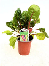 Load image into Gallery viewer, Vegetable - Beta Vulgaris &#39;Bright Lights Swiss Chard&#39; (3.5 Inch) Product vendor
