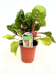 Vegetable - Beta Vulgaris 'Bright Lights Swiss Chard' (3.5 Inch) Product vendor