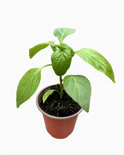 Vegetable - Capsicum 'Early Jalapeno - Hot Pepper' (3.5 Inch) Product vendor
