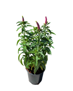Perennial - Veronica spicata 'First Love’ (1 Gallon)