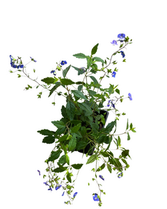 Perennial - Veronica peduncularis 'Georgia Blue' (4 Inch)