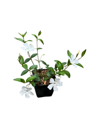 Load image into Gallery viewer, Ground Cover - Vinca minor alba &#39;White Periwinkle&#39; (1 Gallon)
