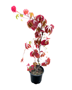 Staked/Vines - Parthenocissus quinquefolia 'Virginia Creeper' (1 Gallon)