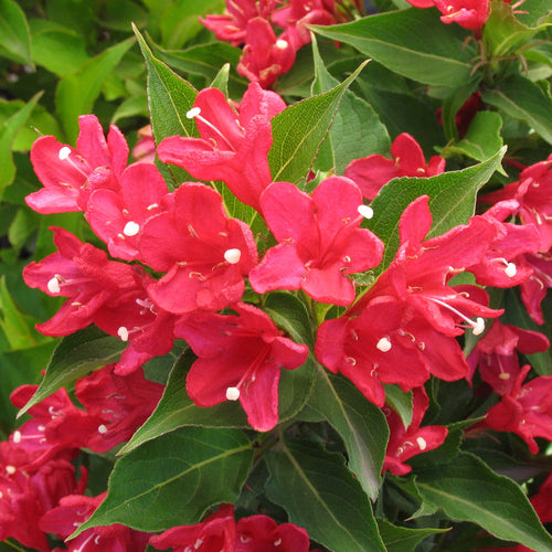 Shrub - Weigela florida 'Red Prince' (1 Gallon) Product vendor