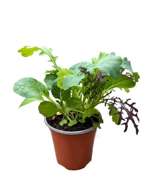 Vegetable - Lactuca multi species 'Simply Salad Wonder Wok Mix' (3.5 Inch) Product vendor