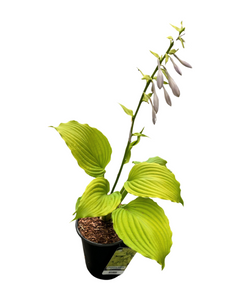 Perennial - Hosta 'Dancing Queen' (1 Gallon)