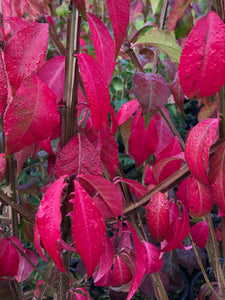 Shrub - Euonymus alatus 'Chicago Fire' (4 Inch) Product vendor