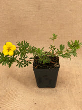 Load image into Gallery viewer, Shrub - Potentilla fruticosa &#39;Yellow Gem&#39; (1 Gallon)
