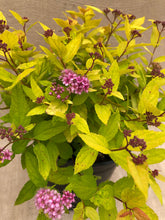 Load image into Gallery viewer, Shrub - Spiraea japonica &#39;Goldmound Spirea&#39; (2 Gallon) Product vendor
