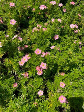 Load image into Gallery viewer, Shrub - Potentilla fruticosa &#39;Pink Beauty&#39; (1 Gallon)
