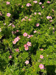 Shrub - Potentilla fruticosa 'Pink Beauty' (1 Gallon)