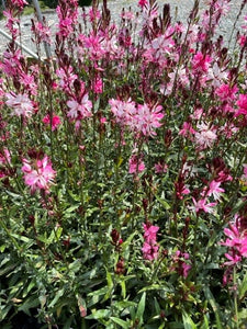 Perennial - Gaura lindheimeri 'Belleza Dark Pink' (4 Inch)