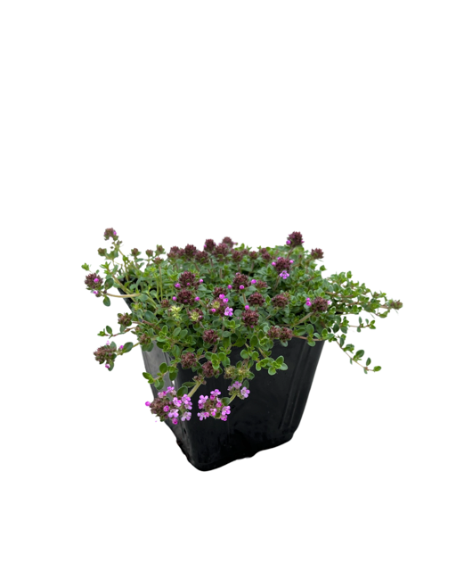 Ground Cover - Thymus vulgaris 'Caborn Wine And Roses' (4 Inch)