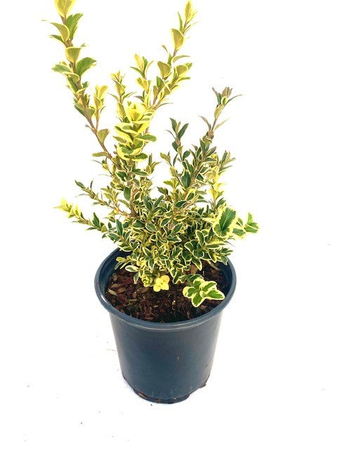 Hedging - Buxus sempervirens  'Variegated English Boxwood' (1 Gallon)