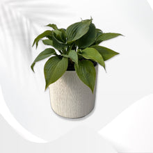 Load image into Gallery viewer, Pots - Ceramic White Pot (1 Gallon)
