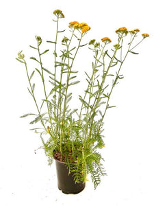 Perennial - Achillea millefolium 'Terracotta Yarrow' (1 Gallon)