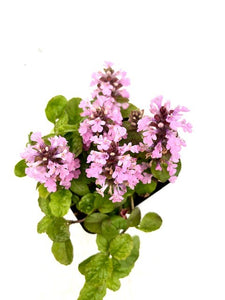 Ground Cover - Ajuga reptans 'Pink Lightning Bugleweed' (4 Inch)