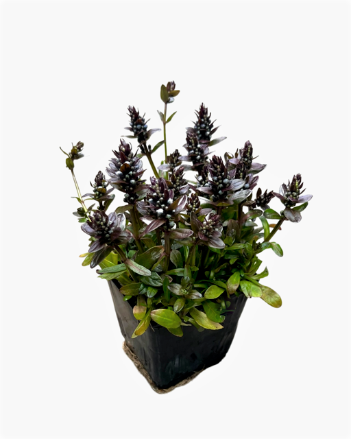 Ground Cover - Ajuga reptans 'Chocolate Chip Bugleweed' (4 Inch)
