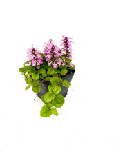 Load image into Gallery viewer, Ground Cover - Ajuga reptans &#39;Pink Lightning Bugleweed&#39; (4 Inch)
