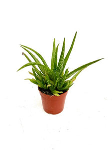 Succulent - Aloe Vera (4 Inch Round)