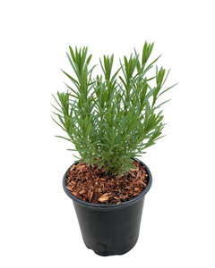 Ornamental Herb - Lavandula stoechas 'Anouk Lavender' (1 Gallon)