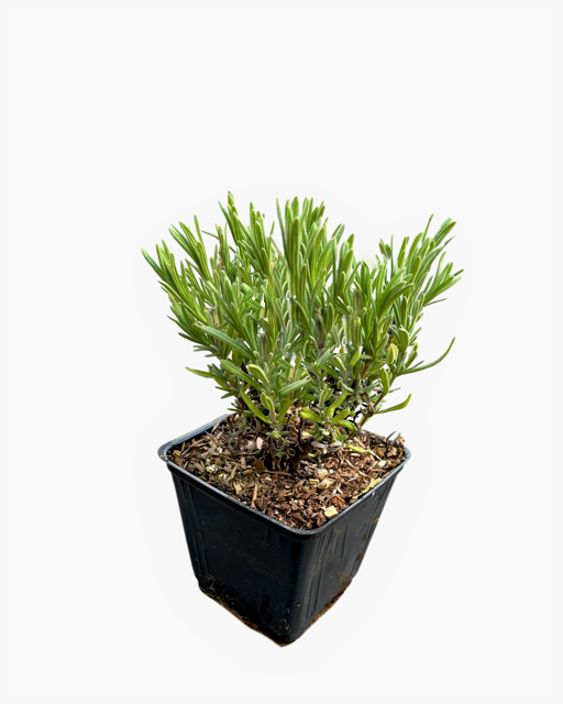 Ornamental Herb - Lavandula stoechas 'Anouk Lavender' (4 Inch)