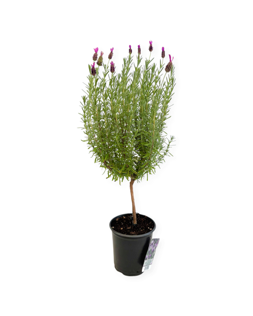 Ornamental Herb - Lavandula stoechas 'Anouk Lavender' (1 Gallon Standard)