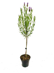 Ornamental Herb - Lavandula stoechas 'Anouk Lavender Standard' (4.5 Inch)