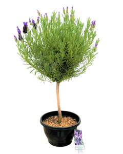 Ornamental Herb - Lavandula stoechas 'Anouk Lavender' (8 Inch Standard)