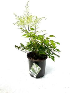 Perennial - Astilbe arendsii  ‘Bridal Veil’ (1 Gallon)