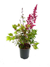 Load image into Gallery viewer, Perennial - Astilbe arendsii ‘Fanal’ (1 Gallon)
