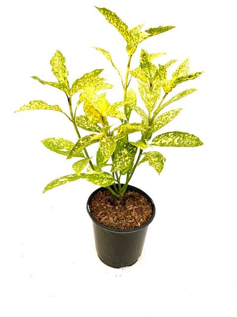 Shrub - Aucuba japonica 'Gold Dust' (1 Gallon)