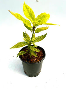 Shrub - Aucuba japonica 'Gold Dust' (1 Gallon)