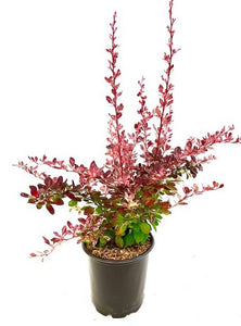 Shrub - Berberis thunbergii 'Variegated Barberry Rose Glow’ (1 Gallon)