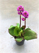 Load image into Gallery viewer, Perennial - Bergenia cordifolia &#39;Red Beauty Heartleaf&#39; (1 Gallon)
