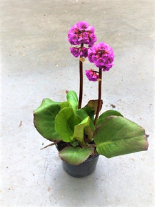 Perennial - Bergenia cordifolia 'Red Beauty Heartleaf' (1 Gallon)