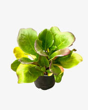 Load image into Gallery viewer, Perennial - Bergenia cordifolia &#39;Red Beauty Heartleaf&#39; (1 Gallon)
