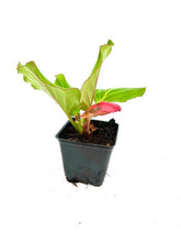 Load image into Gallery viewer, Perennial - Bergenia cordifolia &#39;Red Beauty Heartleaf&#39; (4 Inch)

