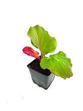 Load image into Gallery viewer, Perennial - Bergenia cordifolia &#39;Red Beauty Heartleaf&#39; (4 Inch)
