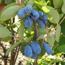 Load image into Gallery viewer, Fruit - Lonicera caerulea &#39;Berry Blue Haskap&#39; (4 Inch)
