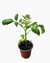 Load image into Gallery viewer, Fruit - Solanum lycopersicum &#39;Better Boy Tomato&#39; (3.5 Inch) Product vendor
