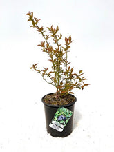 Load image into Gallery viewer, Fruit - Vaccinium corymbosum &#39;Bluecrop Blueberry&#39; (1 Gallon)
