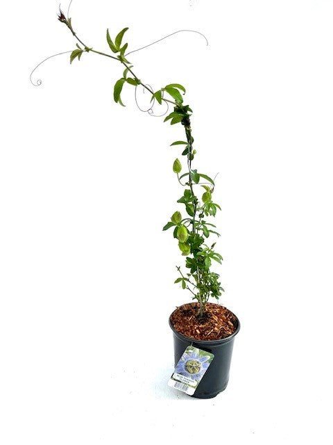 Staked/Vines - Passiflora  caerulea 'Blue Passionflower’ (1 Gallon)