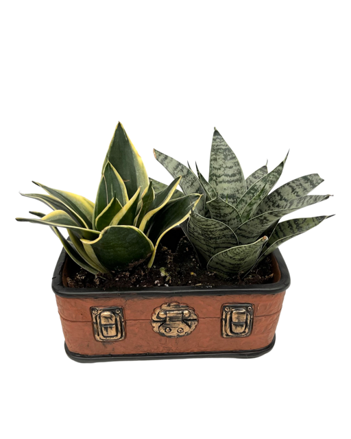 Pots - Ceramic 'Best Friend Forever (BFF) Brown Box' (Snake Plants)