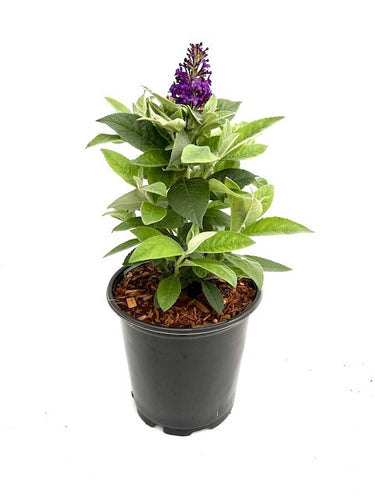 Shrub - Buddleja davidii 'Chrysalis Blue Butterfly Bush' (1 Gallon) Product vendor