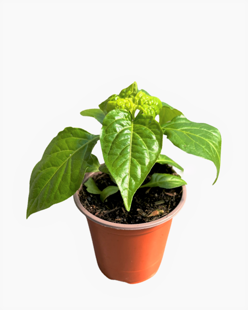Vegetable - Capsicum cinese, annuum 'Burning Bush' - Hot Pepper' (3.5 Inch)