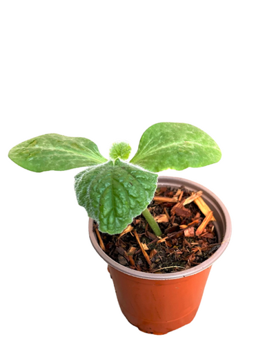 Vegetable - Cucurbita moschata 'Squash Butterscotch' (3.5 Inch) Product vendor