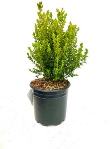 Hedging - Buxus microphylla 'Green Beauty Boxwood' (2 Gallon) Product vendor